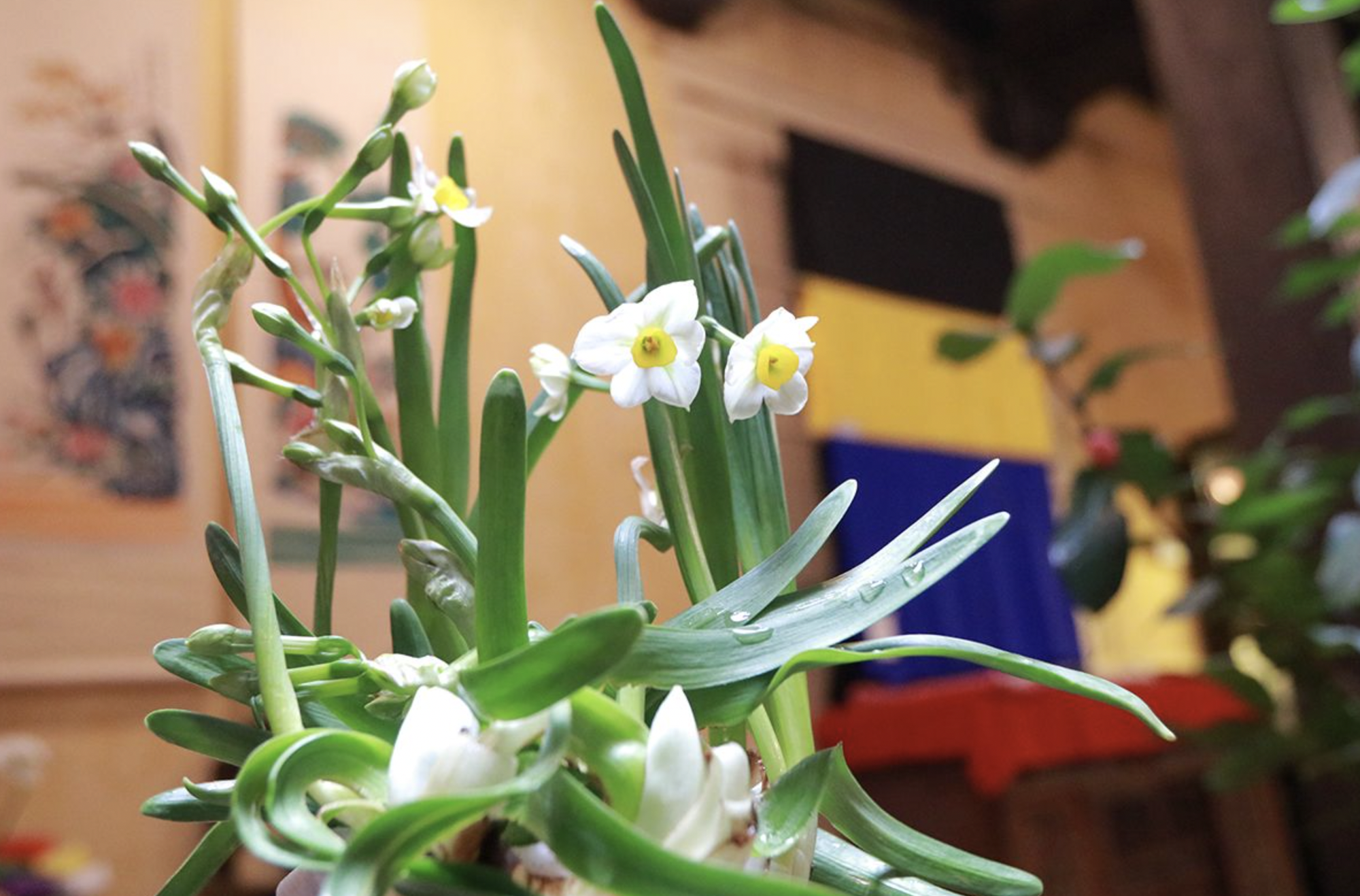 - Ảnh 1. - Ảnh 1.