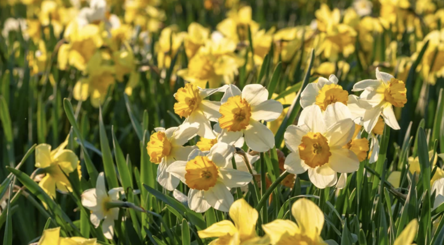 - Ảnh 2. - Ảnh 2.