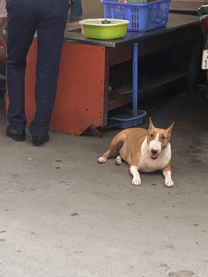 Quán nướng có chú chó giống trong game Quán nướng có chú chó giống trong game