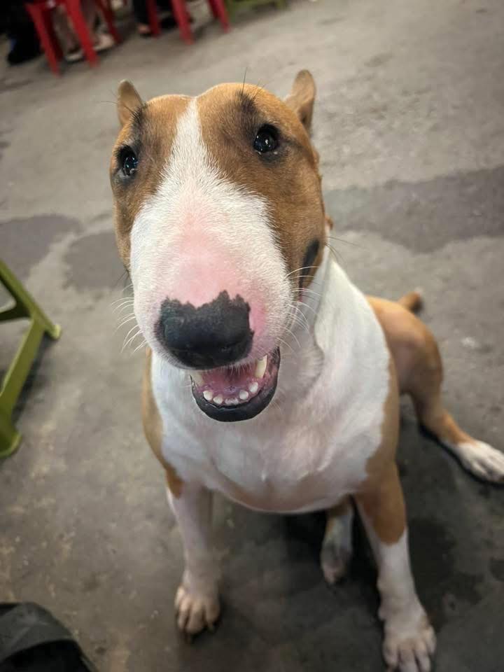 Thực hư quán nướng có Cậu Vàng trong game Phở Anh Hai được 5 sao tuyệt đối- Ảnh 3.