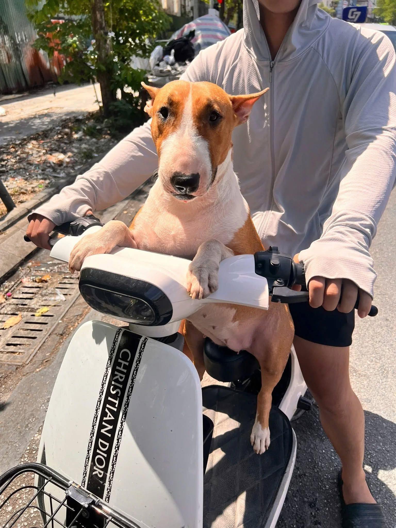 Th&ocirc;ng b&aacute;o khẩn từ chủ qu&aacute;n nướng H&agrave; Nội c&oacute; ch&uacute; ch&oacute; giống hệt &ldquo;cậu V&agrave;ng&rdquo; trong game Phở Anh Hai- Ảnh 4.