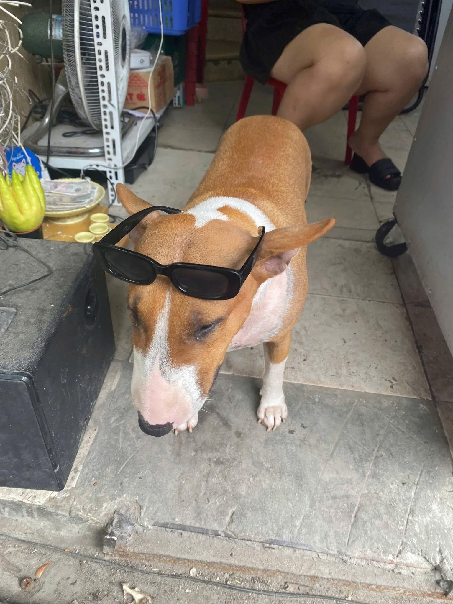 Th&ocirc;ng b&aacute;o khẩn từ chủ qu&aacute;n nướng H&agrave; Nội c&oacute; ch&uacute; ch&oacute; giống hệt &ldquo;cậu V&agrave;ng&rdquo; trong game Phở Anh Hai- Ảnh 3.