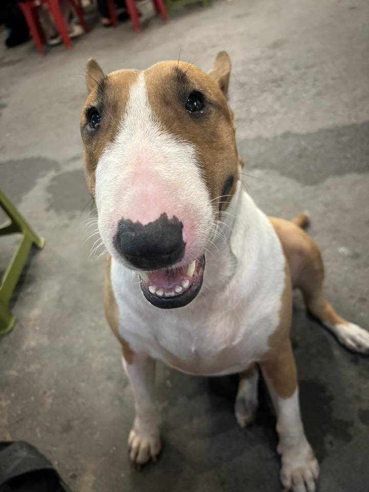 Th&ocirc;ng b&aacute;o khẩn từ chủ qu&aacute;n nướng H&agrave; Nội c&oacute; ch&uacute; ch&oacute; giống hệt &ldquo;cậu V&agrave;ng&rdquo; trong game Phở Anh Hai- Ảnh 2.