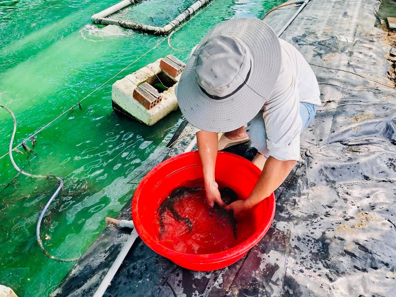 Loài cá “thịt ngọt như mì chính” được nuôi như lươn: Nông dân thắng lớn nhờ đổi cách làm- Ảnh 1. Loài cá “thịt ngọt như mì chính” được nuôi như lươn: Nông dân thắng lớn nhờ đổi cách làm- Ảnh 1.