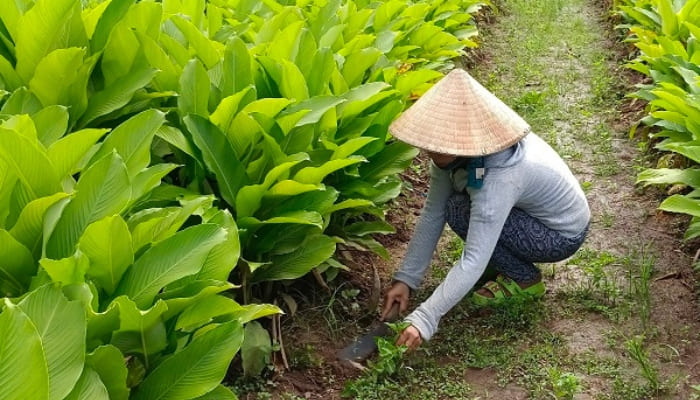 Giống lúa của Việt Nam "gây bão" ở Cuba: Bộ trưởng Cuba khen “thơm ngon, chất lượng tốt”- Ảnh 3.