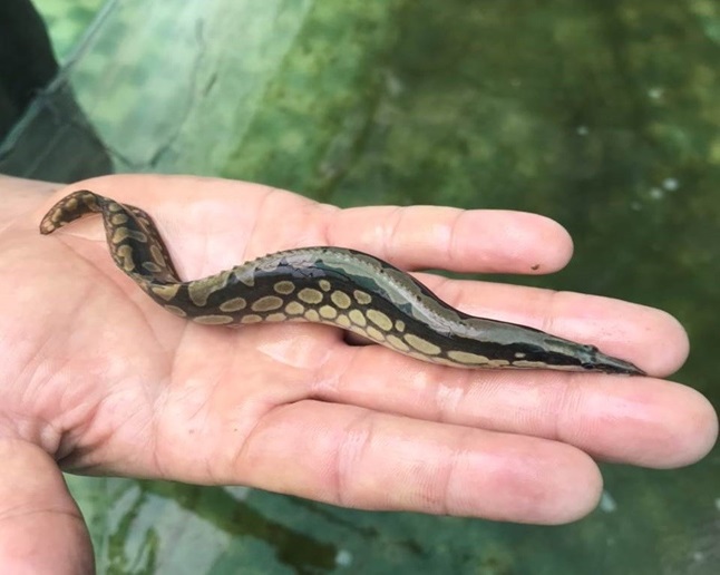 Lo&agrave;i c&aacute; &ldquo;thịt ngọt như m&igrave; ch&iacute;nh&rdquo; được nu&ocirc;i như lươn: N&ocirc;ng d&acirc;n thắng lớn nhờ đổi c&aacute;ch l&agrave;m