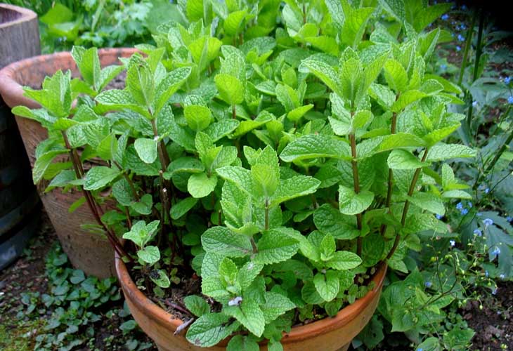 5 Loại Cây Khiến Rắn Sợ Hãi, Mất Phương Hướng, Không Dám Bén Mảng Tới Gần- Ảnh 4.