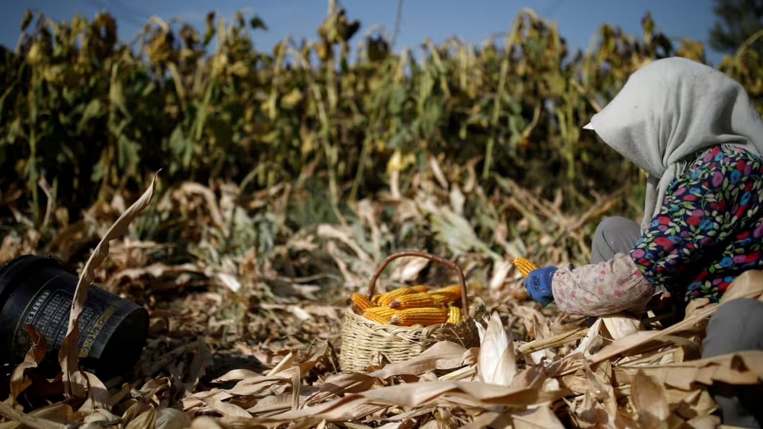 Sau đất hiếm, Trung Quốc siết xuất khẩu mặt hàng góp phần nuôi sống thế giới, làm rung chuyển thị trường lương thực toàn cầu- Ảnh 1.