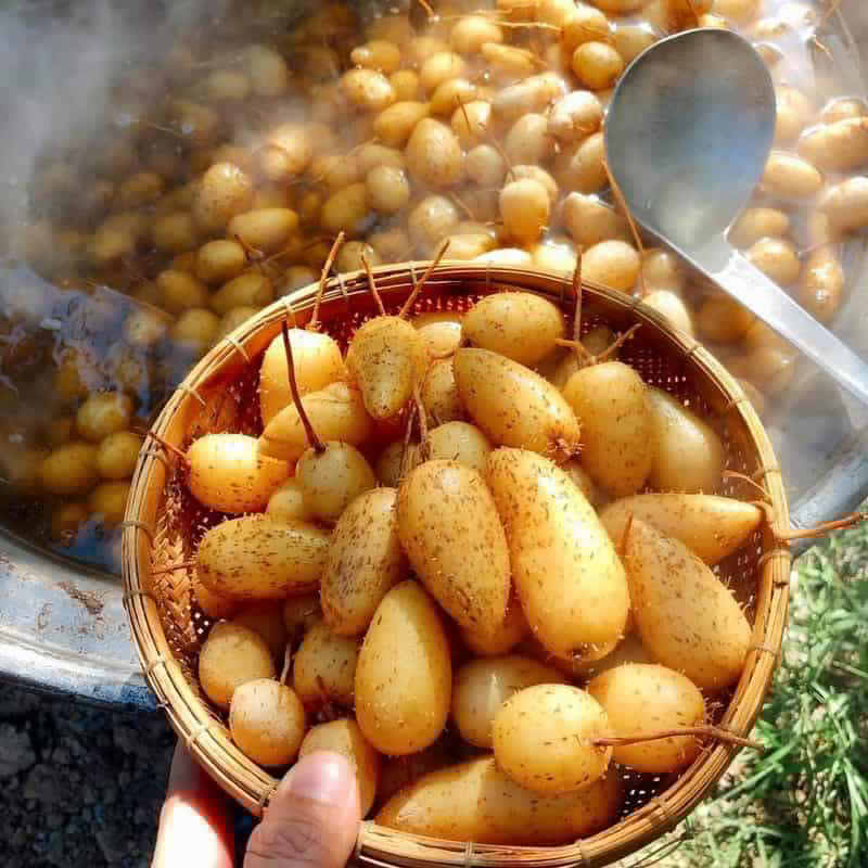 Trồng củ &ldquo;lạ&rdquo; mệnh danh s&acirc;m l&ugrave;n Th&aacute;i, n&ocirc;ng d&acirc;n nh&agrave;n tay thu l&atilde;i chục triệu mỗi c&ocirc;ng- Ảnh 1.