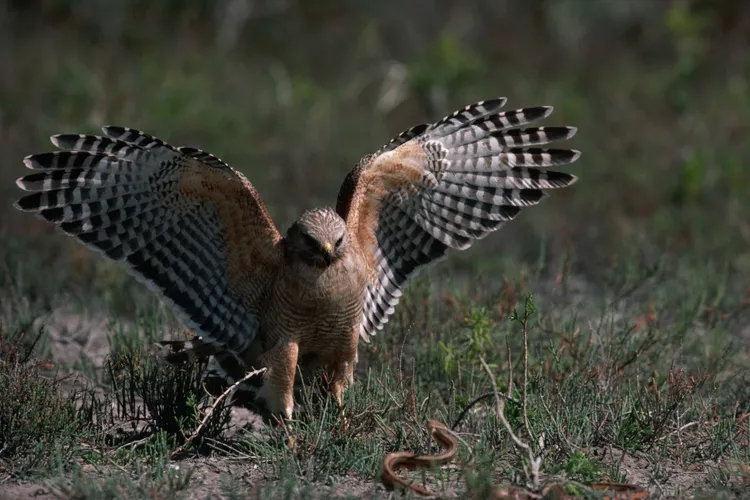 7 cách đuổi rắn khỏi vườn nhà cực hiệu quả- Ảnh 3.