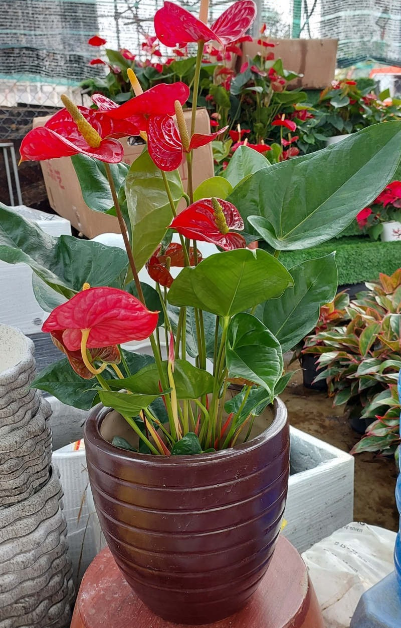 Loài cây giúp gia chủ Loài cây giúp gia chủ