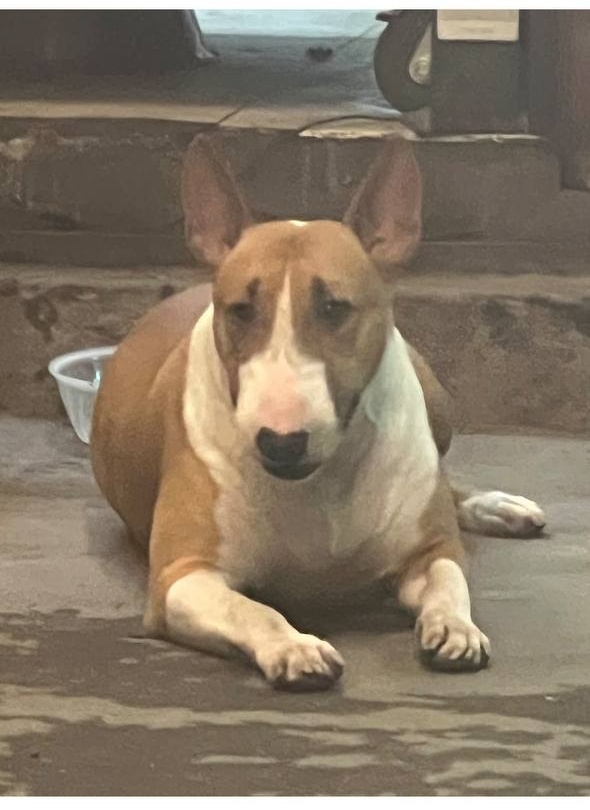 Th&ocirc;ng b&aacute;o khẩn từ chủ qu&aacute;n nướng H&agrave; Nội c&oacute; ch&uacute; ch&oacute; giống hệt &ldquo;cậu V&agrave;ng&rdquo; trong game Phở Anh Hai- Ảnh 9.