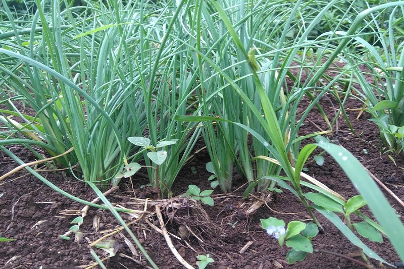 5 Loại Cây Khiến Rắn Sợ Hãi, Mất Phương Hướng, Không Dám Bén Mảng Tới Gần- Ảnh 2.