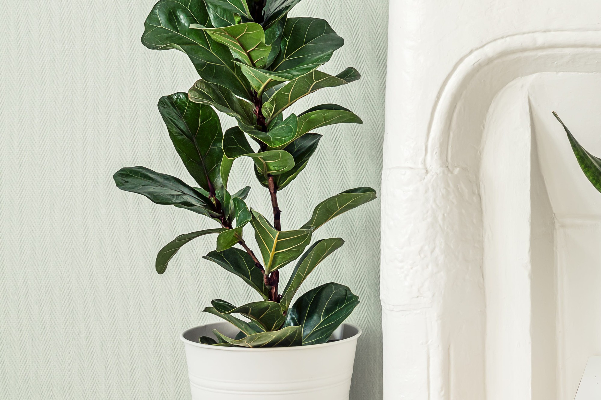 6 c&acirc;y "gọi tiền" n&ecirc;n trồng trong năm 2026- Ảnh 4.