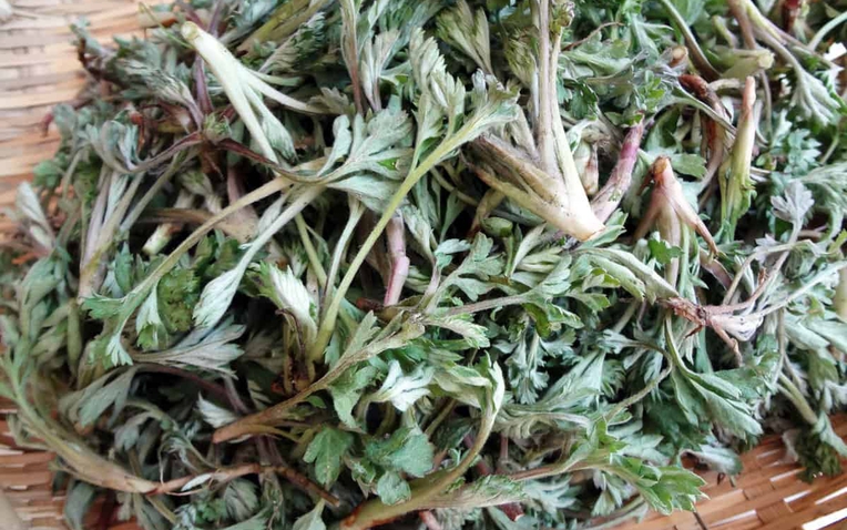 Loại Rau Đang Được Nhắc Tới Là Rau Ngải Cứu! (Ảnh Minh Họa).