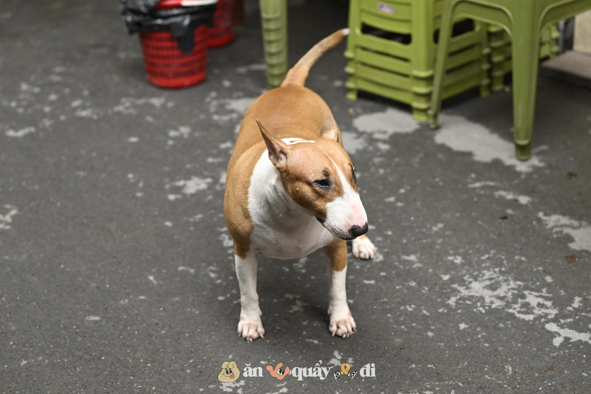 Khách xếp hàng từ sớm để gặp chú chó "nuôi được cả chủ" ở Hà Nội- Ảnh 2.