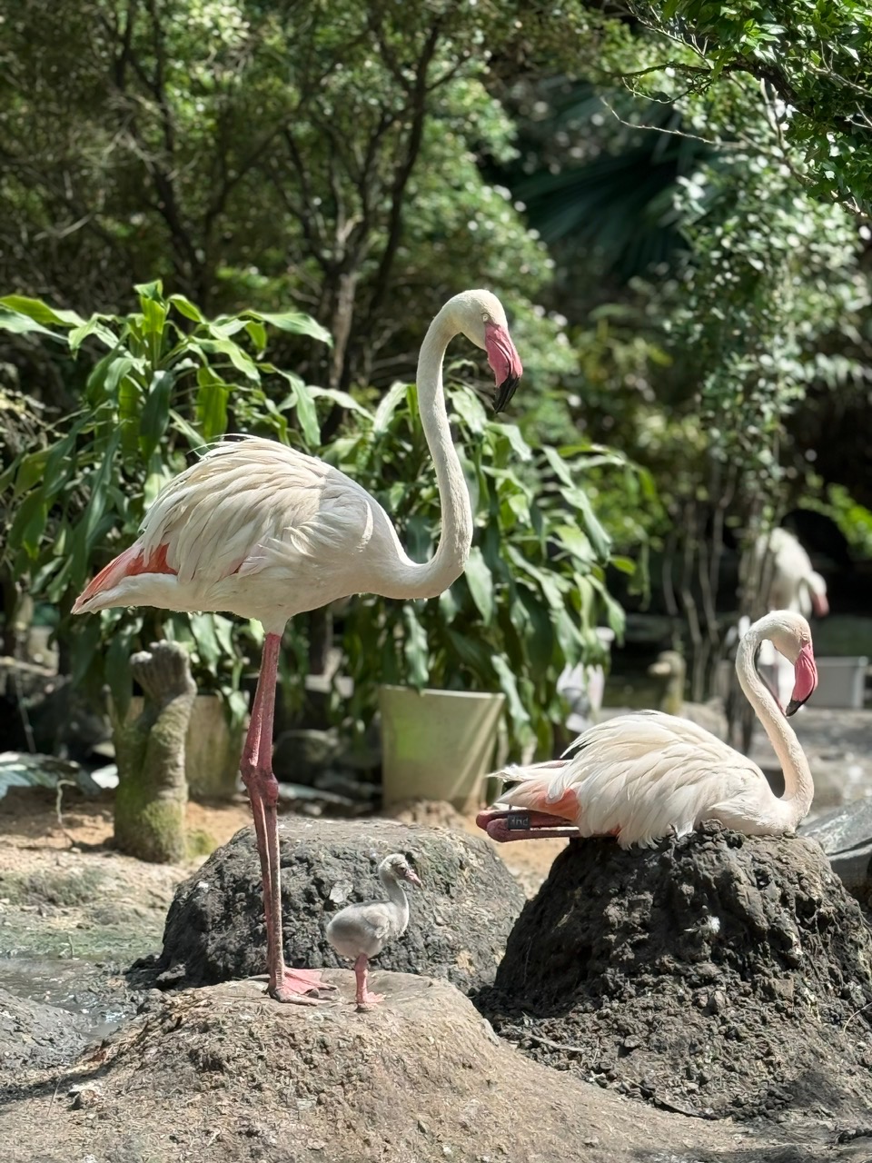 Thảo Cầm Viên đón tin vui Thảo Cầm Viên đón tin vui