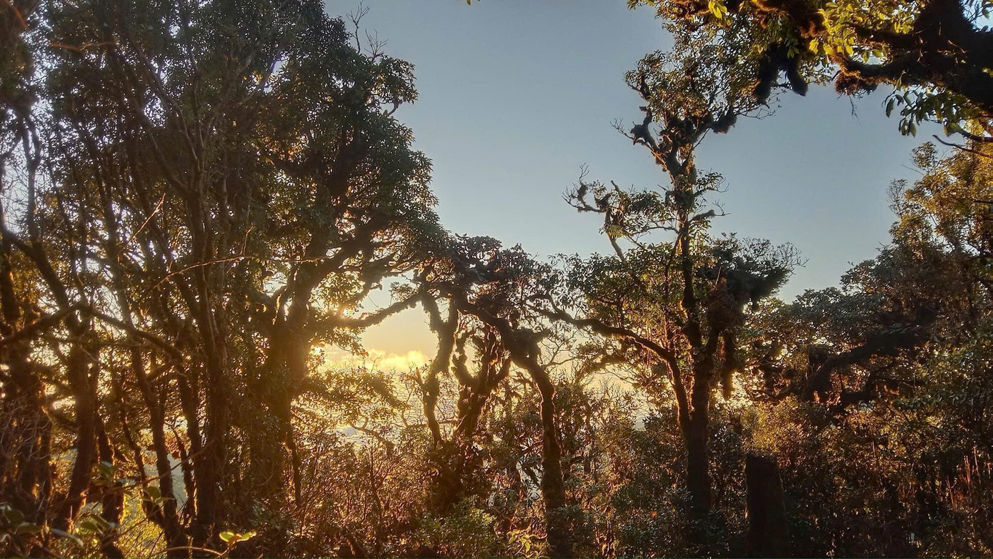 Tận thấy rừng r&ecirc;u b&iacute; ẩn 'bao v&acirc;y' du kh&aacute;ch ở độ cao 2.800m- Ảnh 1.