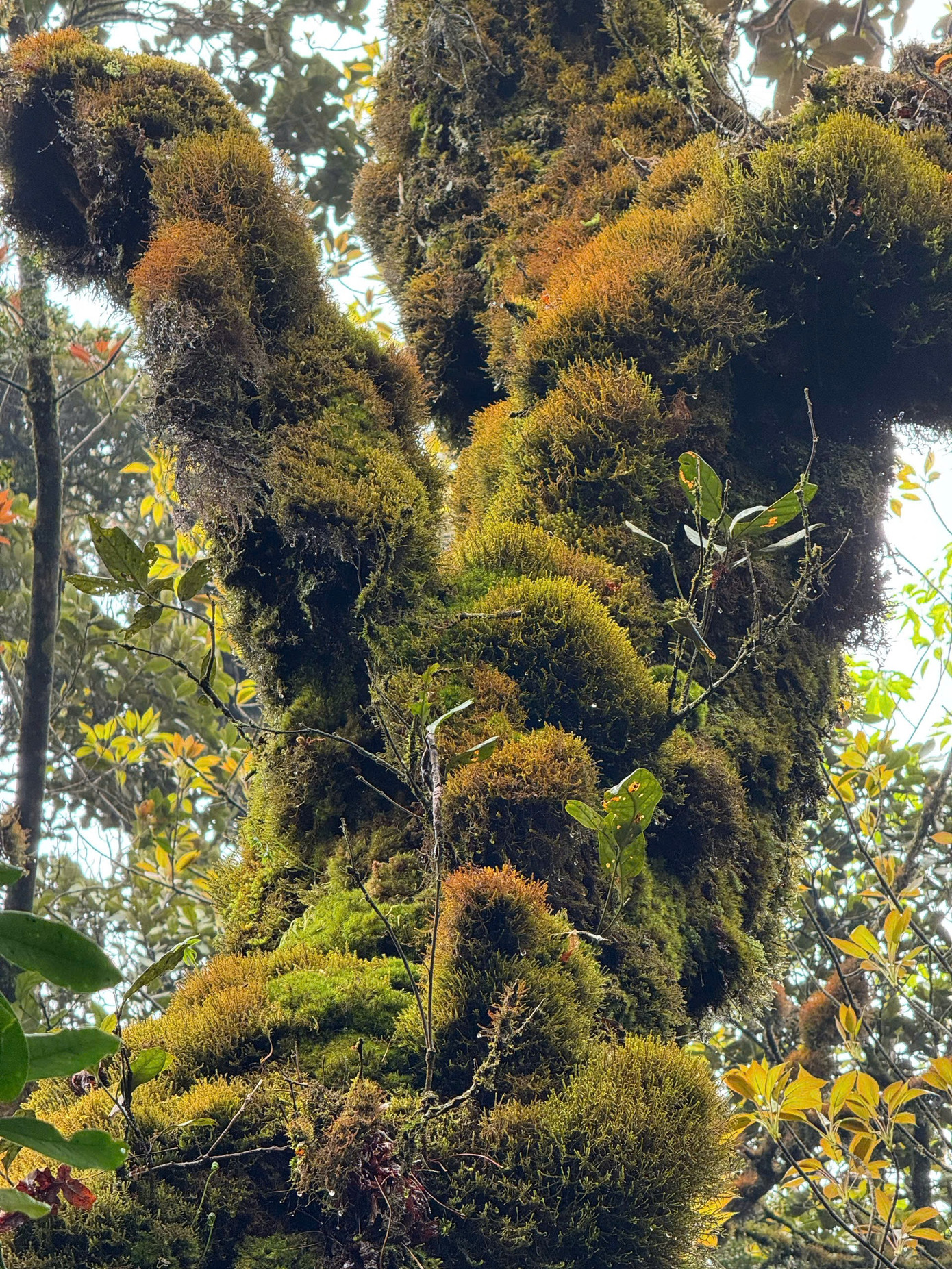 Tận thấy rừng r&ecirc;u b&iacute; ẩn 'bao v&acirc;y' du kh&aacute;ch ở độ cao 2.800m- Ảnh 10.