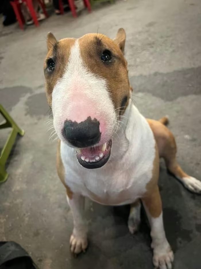 Cam thường bắt cận "thần thái" chú chó giống hệt Cậu Vàng (Mr. Gold) ngoài đời- Ảnh 2.