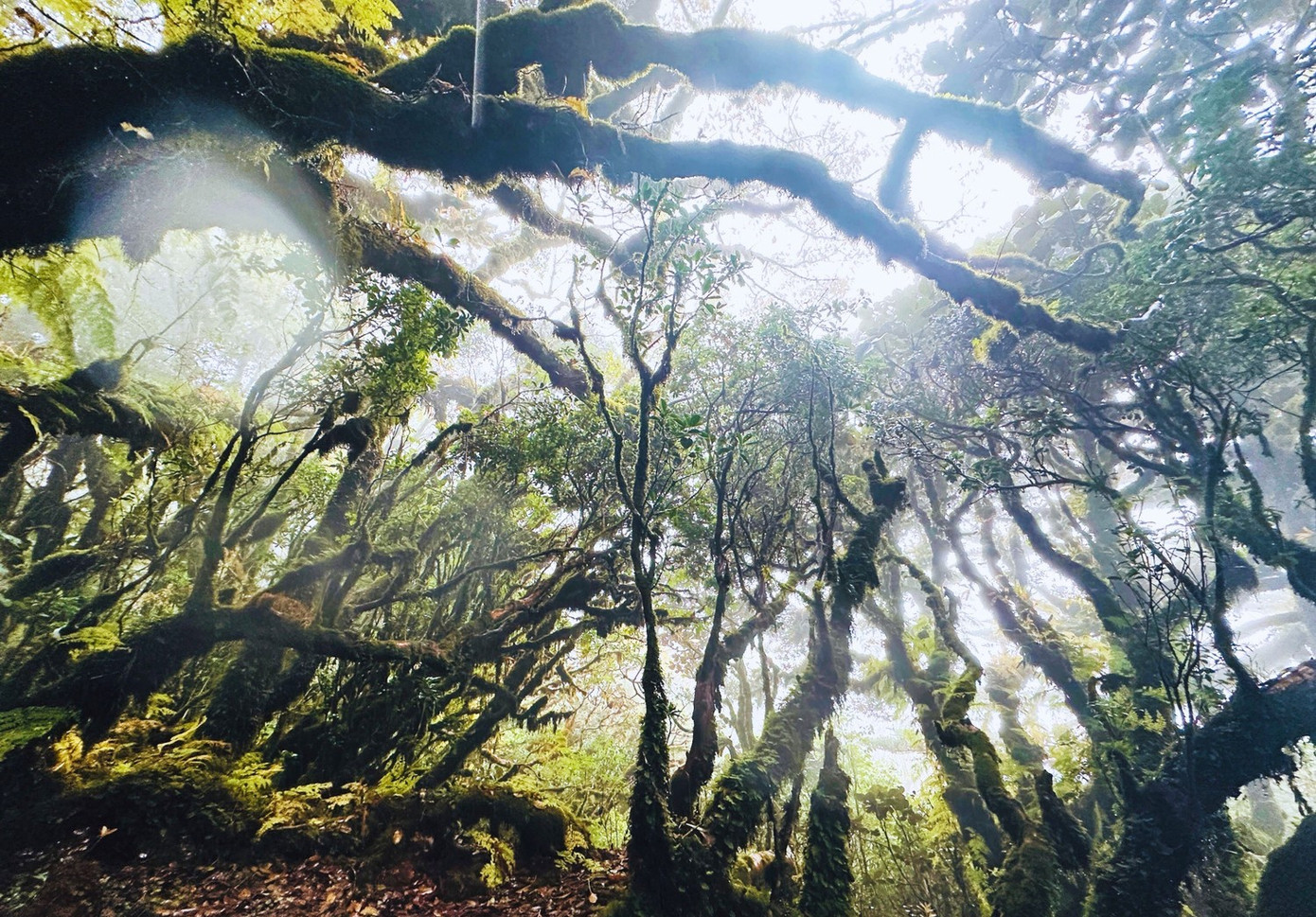Tận thấy rừng r&ecirc;u b&iacute; ẩn 'bao v&acirc;y' du kh&aacute;ch ở độ cao 2.800m- Ảnh 11.