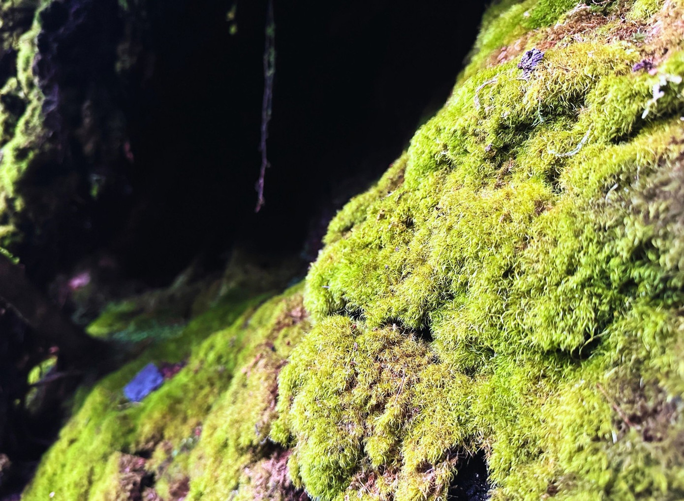 Tận thấy rừng r&ecirc;u b&iacute; ẩn 'bao v&acirc;y' du kh&aacute;ch ở độ cao 2.800m- Ảnh 7.