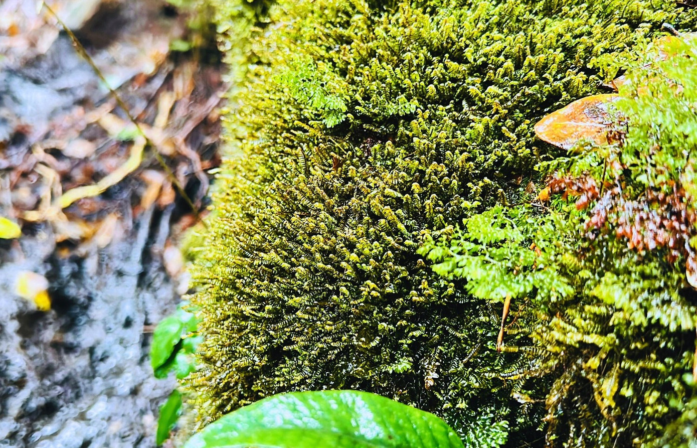 Tận thấy rừng r&ecirc;u b&iacute; ẩn 'bao v&acirc;y' du kh&aacute;ch ở độ cao 2.800m- Ảnh 5.