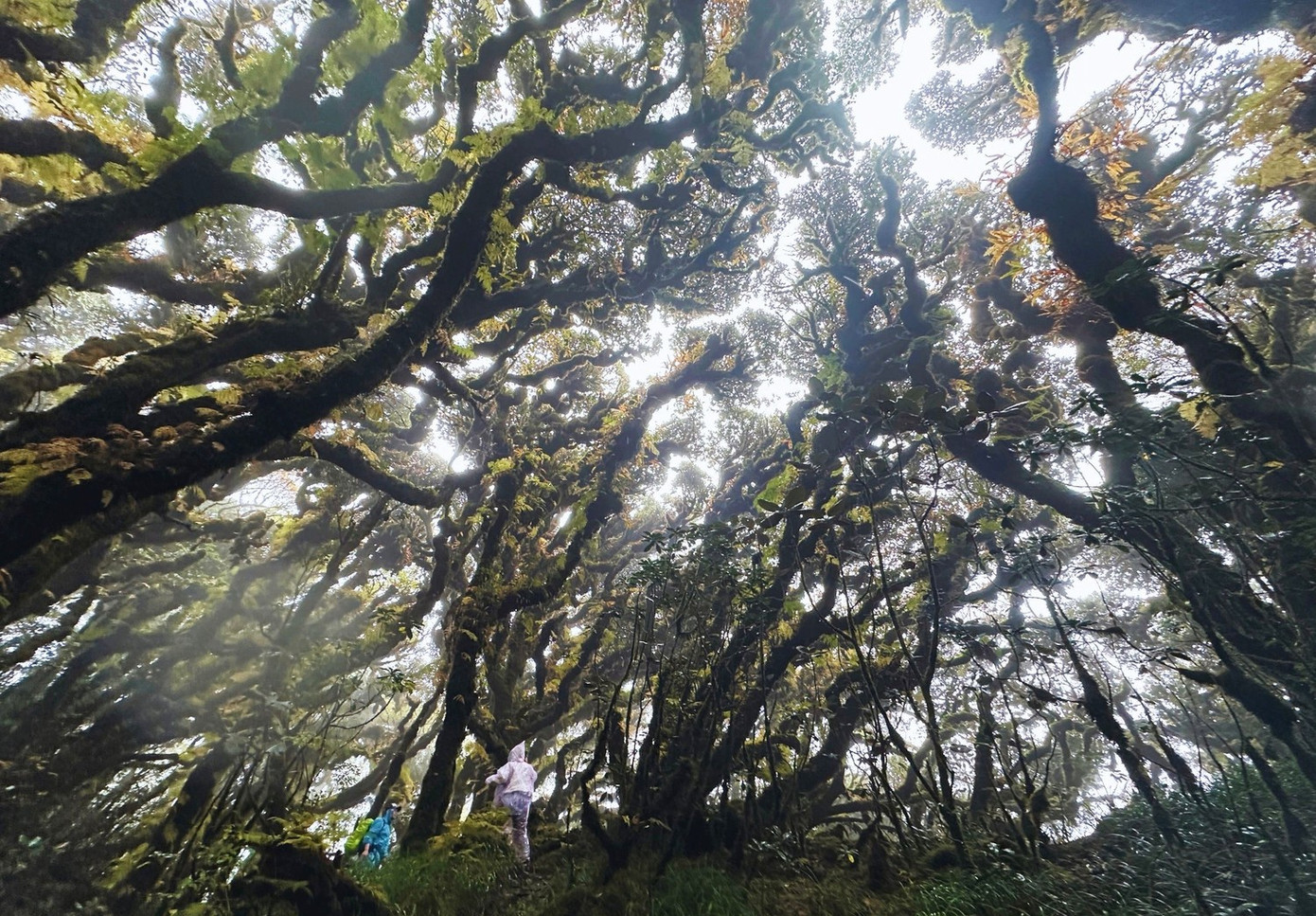 Tận thấy rừng r&ecirc;u b&iacute; ẩn 'bao v&acirc;y' du kh&aacute;ch ở độ cao 2.800m- Ảnh 2.