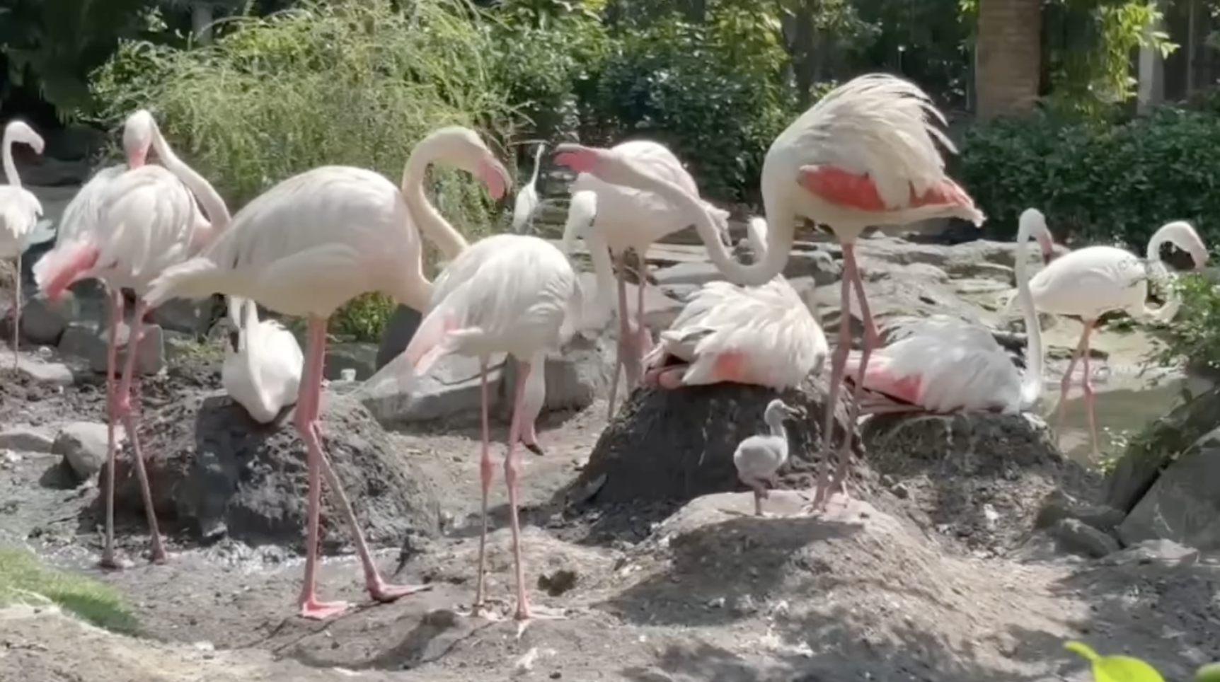 Thảo Cầm Viên đón tin vui Thảo Cầm Viên đón tin vui