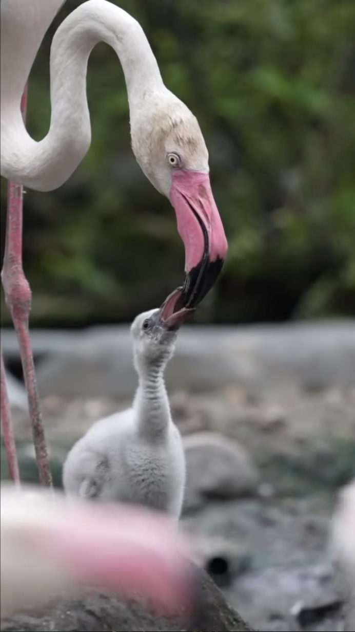 Thảo Cầm Viên đón tin vui Thảo Cầm Viên đón tin vui
