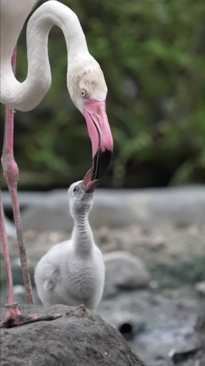 Thảo Cầm Viên đón tin vui Thảo Cầm Viên đón tin vui