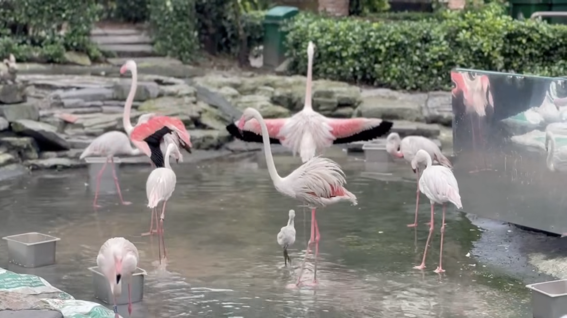 Thảo Cầm Viên đón tin vui Thảo Cầm Viên đón tin vui