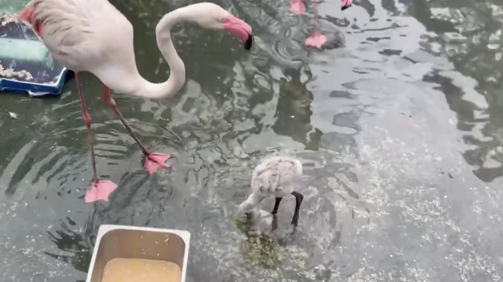 Thảo Cầm Viên đón tin vui Thảo Cầm Viên đón tin vui