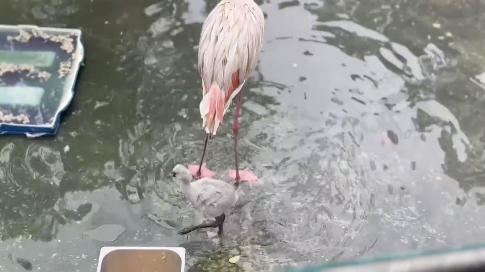 Thảo Cầm Viên đón tin vui Thảo Cầm Viên đón tin vui