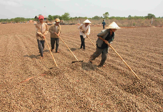 Campuchia, châu Phi đua nhau đưa vào Việt Nam một loại nông sản quan trọng: Là trợ lực giúp nước ta xuất khẩu bỏ xa thế giới, giá ngày càng đắt đỏ- Ảnh 1. Campuchia, châu Phi đua nhau đưa vào Việt Nam một loại nông sản quan trọng: Là trợ lực giúp nước ta xuất khẩu bỏ xa thế giới, giá ngày càng đắt đỏ- Ảnh 1.
