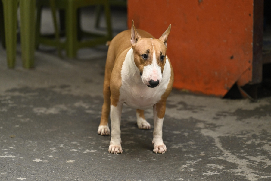 Cam thường bắt cận "thần thái" chú chó giống hệt Cậu Vàng (Mr. Gold) ngoài đời- Ảnh 4.