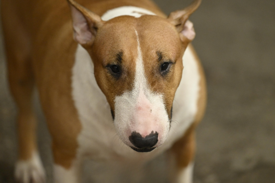 Cam thường bắt cận "thần thái" chú chó giống hệt Cậu Vàng (Mr. Gold) ngoài đời- Ảnh 3.