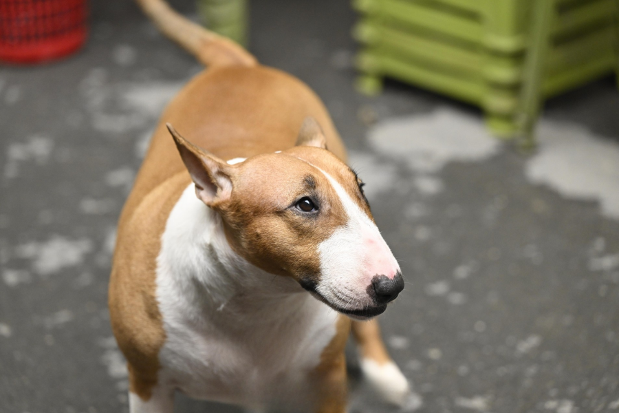 Cam thường bắt cận "thần thái" chú chó giống hệt Cậu Vàng (Mr. Gold) ngoài đời- Ảnh 5.