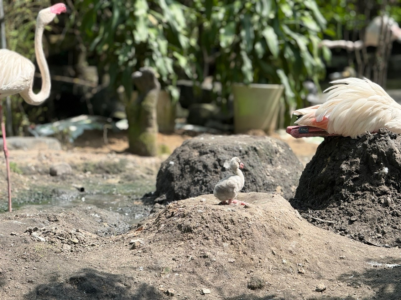 Thảo Cầm Viên đón tin vui Thảo Cầm Viên đón tin vui