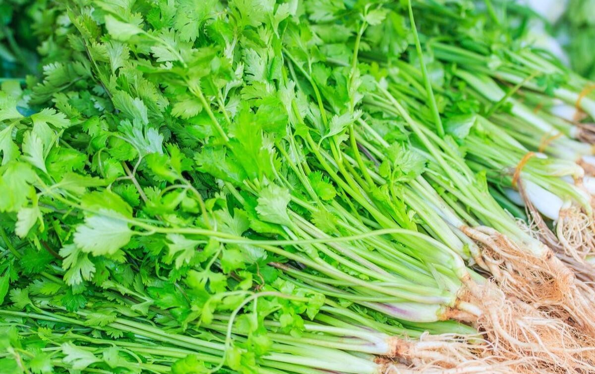 Nhiều người sai lầm khi bảo quản rau mùi trong tủ lạnh: Đầu bếp nhà hàng hướng dẫn 1 mẹo giữ rau mùi tươi lâu- Ảnh 1. Nhiều người sai lầm khi bảo quản rau mùi trong tủ lạnh: Đầu bếp nhà hàng hướng dẫn 1 mẹo giữ rau mùi tươi lâu- Ảnh 1.