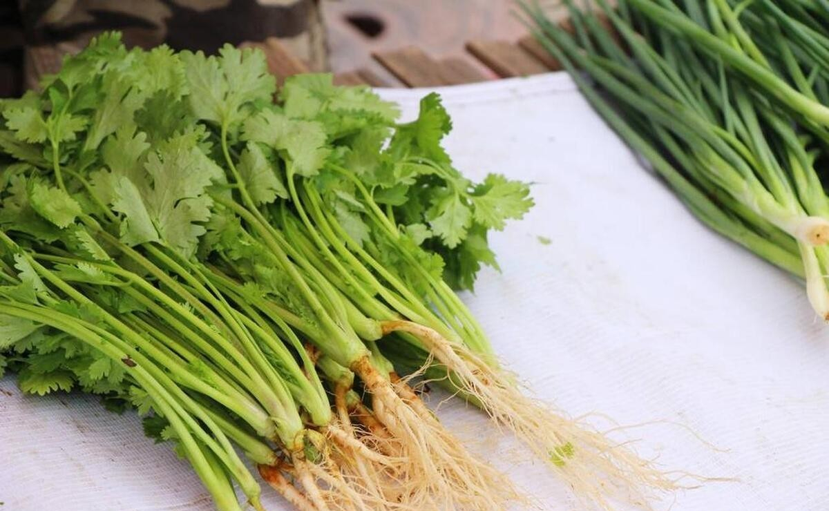 Nhiều người sai lầm khi bảo quản rau mùi trong tủ lạnh: Đầu bếp nhà hàng hướng dẫn 1 mẹo giữ rau mùi tươi lâu- Ảnh 2. Nhiều người sai lầm khi bảo quản rau mùi trong tủ lạnh: Đầu bếp nhà hàng hướng dẫn 1 mẹo giữ rau mùi tươi lâu- Ảnh 2.