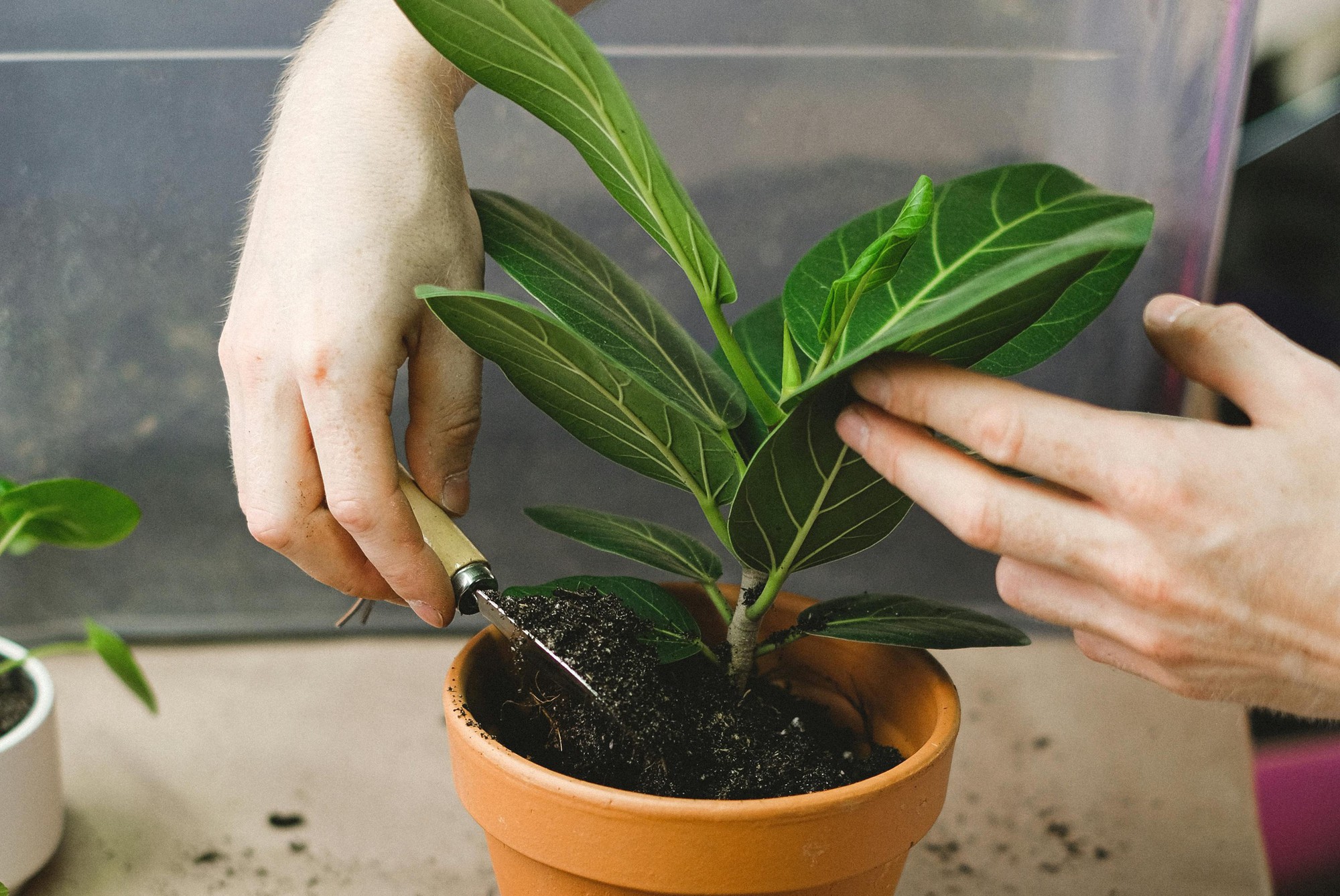 8 loại cây hàng đầu thu hút tài lộc cho bàn làm việc của bạn, đặc biệt nên trồng trong năm 2026!- Ảnh 4.