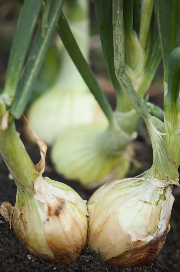 8 loài cây là "khắc tinh" của rắn- Ảnh 4. 8 loài cây là "khắc tinh" của rắn- Ảnh 4.