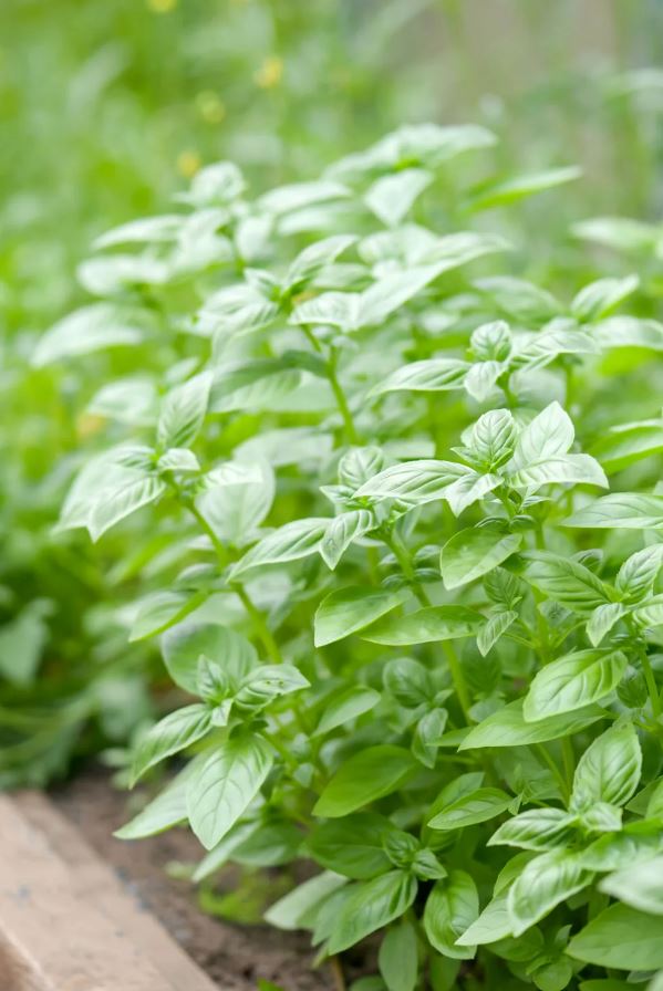 8 loài cây là "khắc tinh" của rắn- Ảnh 8. 8 loài cây là "khắc tinh" của rắn- Ảnh 8.