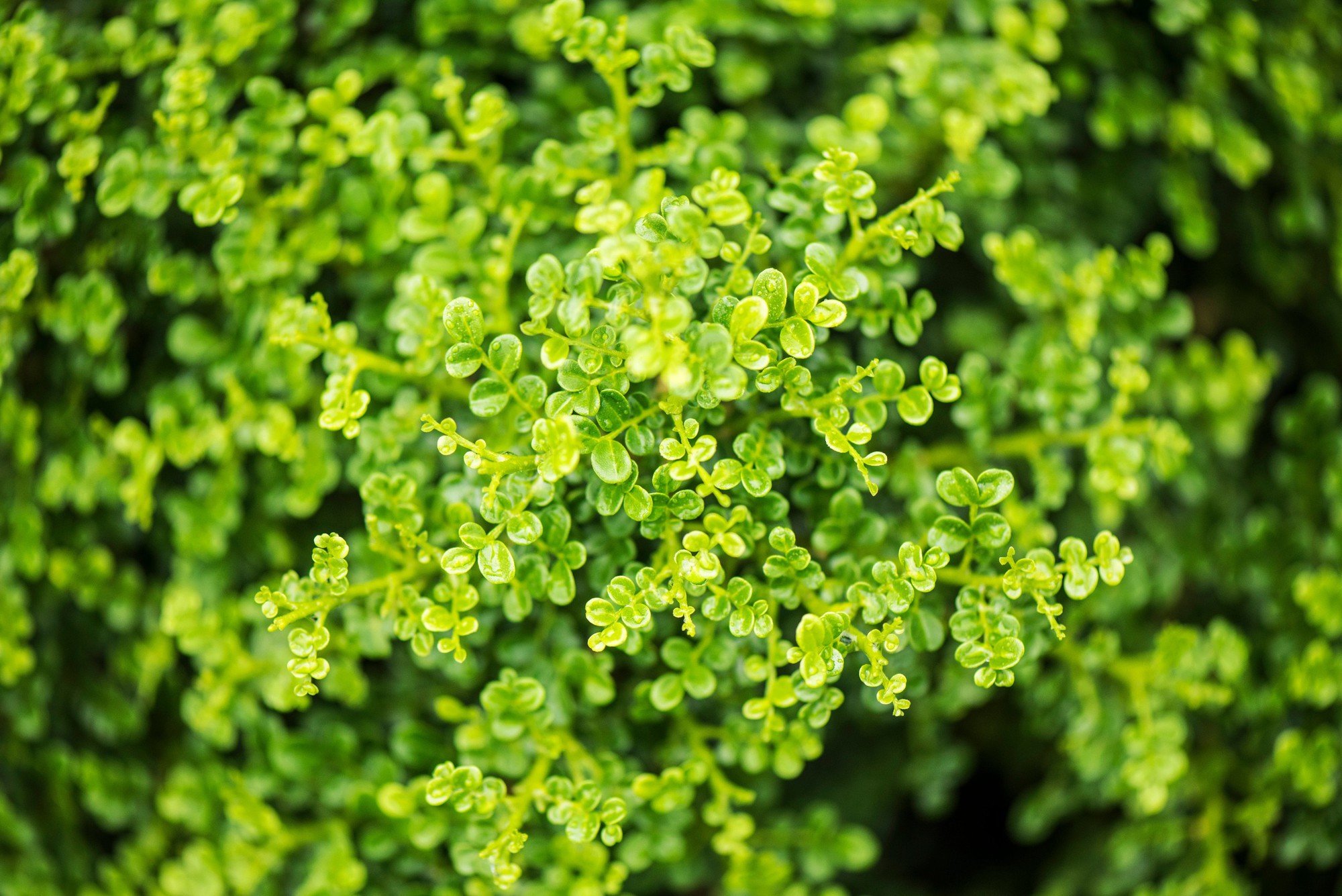 8 loại cây hàng đầu thu hút tài lộc cho bàn làm việc của bạn, đặc biệt nên trồng trong năm 2026!- Ảnh 6.