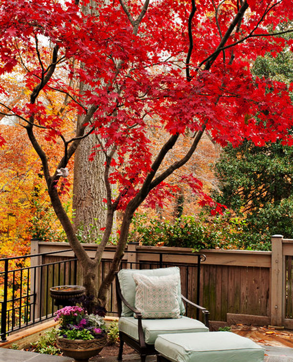 Không phải mê tín, đây là 3 loại cây càng trồng càng may mắn, đẹp sang hơn cả hoa, được nhà giàu thích mê- Ảnh 2. Không phải mê tín, đây là 3 loại cây càng trồng càng may mắn, đẹp sang hơn cả hoa, được nhà giàu thích mê- Ảnh 2.