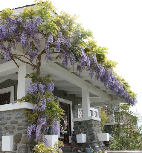 Không phải mê tín, đây là 3 loại cây càng trồng càng may mắn, đẹp sang hơn cả hoa, được nhà giàu thích mê- Ảnh 3. Không phải mê tín, đây là 3 loại cây càng trồng càng may mắn, đẹp sang hơn cả hoa, được nhà giàu thích mê- Ảnh 3.