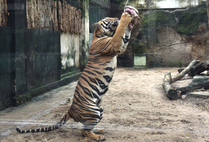 Thảo Cầm Viên Sài Gòn bỏ túi 450 triệu đồng/ngày - Ảnh 3.