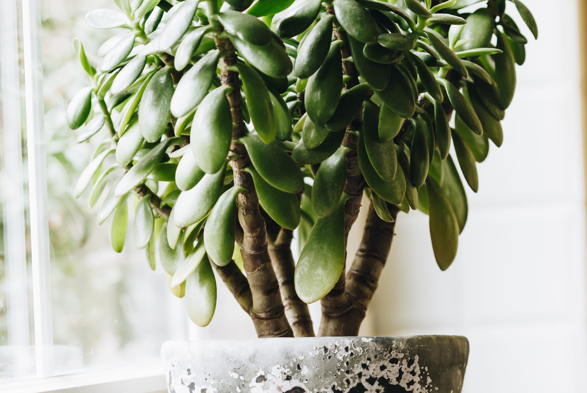 8 loại cây hàng đầu thu hút tài lộc cho bàn làm việc của bạn, đặc biệt nên trồng trong năm 2026!- Ảnh 5.