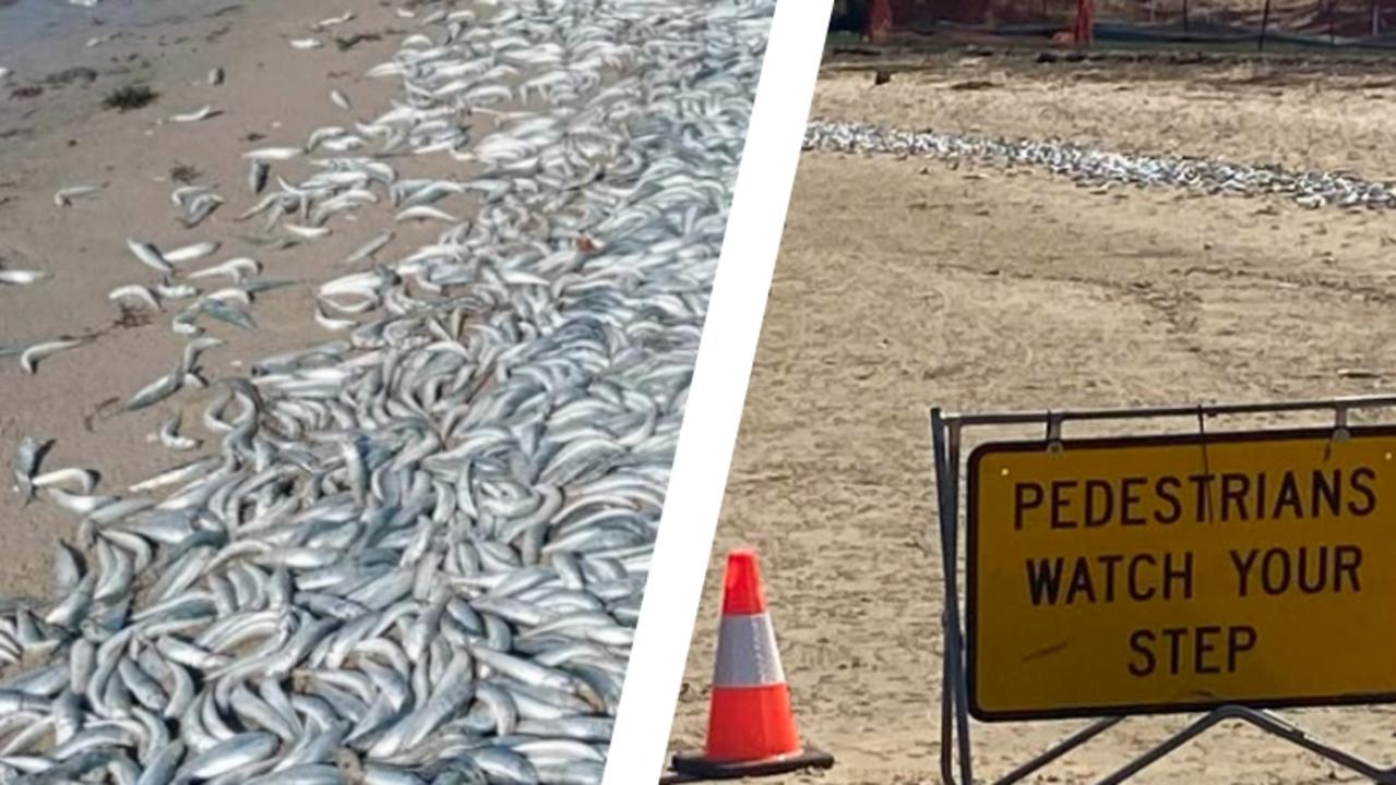 Hàng triệu con cá đang gặp hiện tượng lạ bên bờ biển, chuyên gia cảnh báo: Chuyện này có thể gây ra hậu quả khủng khiếp cho nhân loại- Ảnh 3.